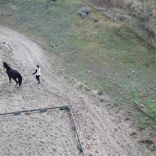 Long lining Dazzle through an L-pattern today — and wow, she showed up! 💛🐴 It’s a tricky maneuver, especially backing through it in deep sand, but she really tried her heart out. Moments like this remind me how smart, willing, and athletic she truly is. So proud of this girl. ✨ #Dazzle #LongLining #LPattern #YoungHorseTraining #ProblemSolving #SoftAndLight #HorsemanshipJourney #MasteryHorsemanship #TrainingMoments #ProudTrainer #HorseProgress #BuildingConfidence