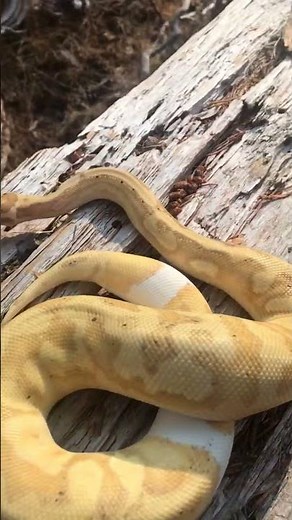Banana Pastel Pied Ball Python