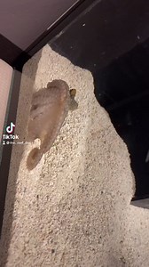 Keeping an octopus isn’t necessarily hard, just specialized. There are multiple ways to do it, this is just my way. | The Reef Doc