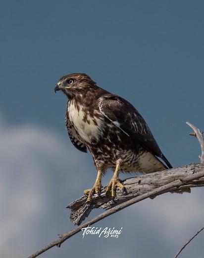 13K views · 316 reactions | Young Red-tailed Hawk practicing necessary survival hunting skills. #hawk #redtailedhawk #reelsvideo #birdsoffacebook #bird_extreme #birdsofprey | Tohid Azimi | Facebook