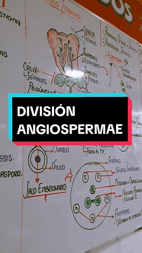DIVISIÓN ANGIOSPERMAE 🌱... #Biología #Química #Biologando #Bioloquimic #Bioquímica #Botánica #Organografía #flor #Floema #Xilema #Verticilios #cienciaentiktok #2024 #Celular #Angiospermas #Paul_Dirac #examenordinario #examenadmision #viral #fyp #UNTRM #cepre #Bongará #Amazonas #sanmartin #Chachapoyas #SomosDirac #Paul_Dirac 👣🐧...