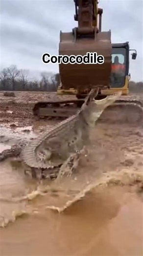 "The ancient guardian of the swamp rises, a prehistoric titan refusing to yield. As machines threaten to tear his sanctuary apart, the crocodile stands his ground with a thunderous hiss and bone-crushing jaws. He is the king of the mire, and he will not let his home fall without a fight." | Hamrullah Id