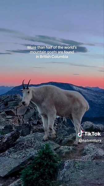 More than half of the world’s mountain goats are found in British Columbia 🐐 A few reminders while hiking or camping in their territory: 🐐 They are attracted to salt. Do not urinate on the ground or leave sweaty clothes within reach 🐐 Do not feed them 🐐 Give them their space. Do jot make them feel cornered 🐐 Leave dogs at home 🐐 Stay on designated trails 🐐 Keep noise level down #beautifulbritishcolumbia #britishcolumbia #mountaingoats #wildlife #hiking #camping #hikebc
