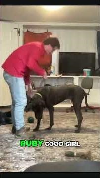 Your Dog FEELS Your Tension! How Body Language Matters #shorts