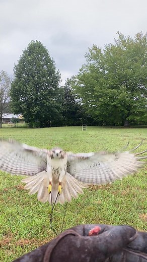 My first falconry bird, Augusta flying the full length of the creance and proving that he is ready to free fly! • • • • • #falconry #falconer #americankestrel #kestrel #falcon #falcons #hawking #carhawking #starling #invasive #invasivespecies #america #raptor #raptors #birdsofprey #alabamahawkingassociation #alabamafalconry #wildlife #wilderness #nature #outdoors #outdoorlife #hunting #foryou #fyp #cute #fun #wild #animals #wildanimals #cuteanimals #cutebird #birds #birdsoftiktok #huntingseason