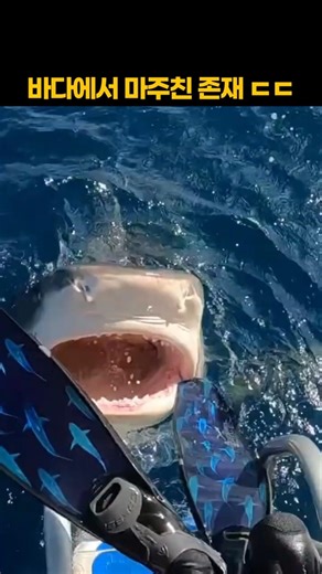 Something found me in the ocean…