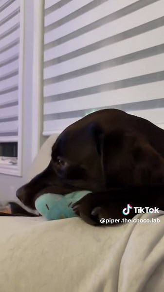 Piper the Chocolate Lab on TikTok