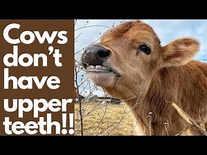 The Toothless truth| Cows don’t have upper front teeth| Why do cows have only lower teeth? The cow.
