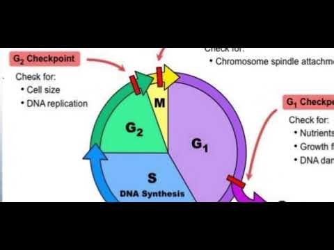 Cell Cycle Checkpoint