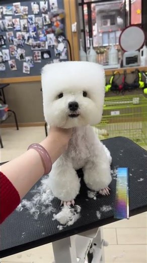 Moldy Tofu Shape Surprise! 🍲🐾 DailyPetVids CutePets