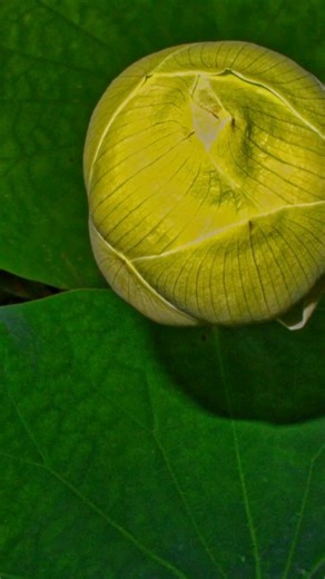 A week in the life of a Lotus, from flowering to a nice cuppa tea. | Rob Rowland