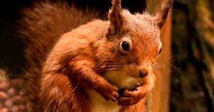 Study says many U.K. mammals at risk