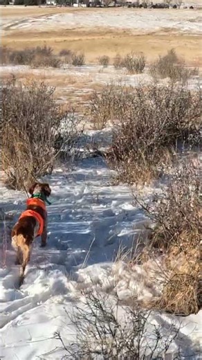 Pheasant Hunting | Simple Hunts S95 #pheasanthunting #birddog #birdhunting
