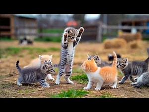 Beautiful Kittens Playing On The Grass -Cat Sounds, Beautiful Cat, duckling, goat, chick Videos