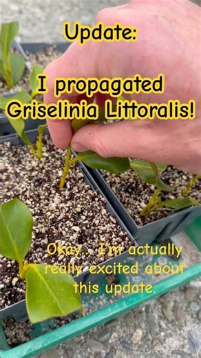 I'm STOKED This Worked… Griselinia Cuttings Update!