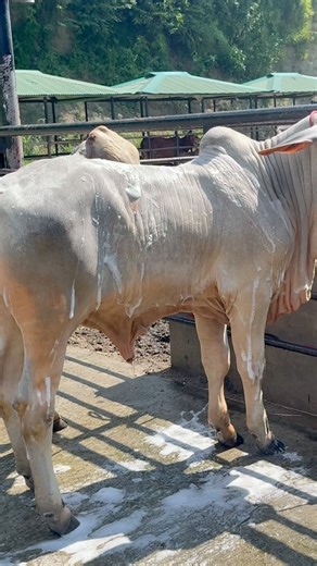 Brahman cows are getting showered | Biggest Bulls Of Bangladesh