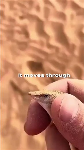 The Lizard That Swims in Sand (Sandfish)