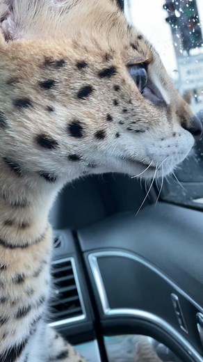 Funny Talking Serval Cat - Cat TikTok Compilation