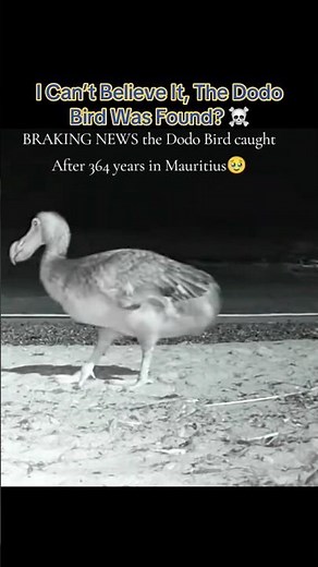 I Can’t Believe It, The Dodo Bird Was Found? ☠️ #interesting