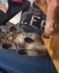 6.7K views · 269 reactions | When you and your pet are completely in sync... <3 | Pearly Whites | Facebook