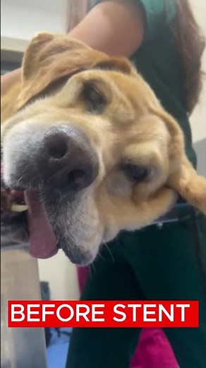 Immediate airway relief in a dog with laryngeal paralysis with Silicone Stent