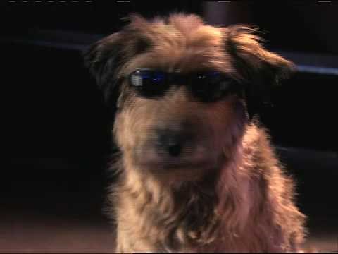 Dr. Dolittle: Million Dollar Mutts TV Spot