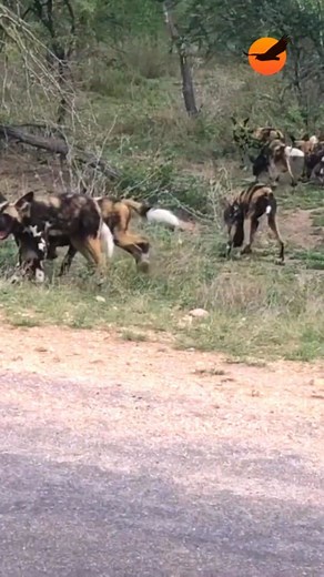 2.8K views · 5.8K reactions | There are very few sounds in nature as exuberant as the vocalisations of African wild dogs when it's time to feed. © Nicky Firer | Wild Wings Safaris | Facebook
