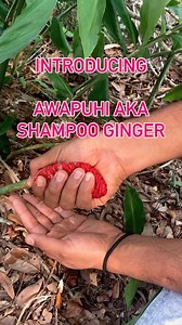 ❤️Discover the exotic beauty of shampoo ginger! This tropical plant, also known as pine cone lily or Awapuhi, offers striking inflorescences resembling red pine cones in the fall. Extract a fragrant, clear liquid by gently squeezing the cones—nature’s shampoo! Perfect for zones 9-11, this semi-evergreen plant thrives in moist, fertile soil and adds a touch of the tropics to your landscape. ✨Harvest the cones when red, squeeze over a container, and freeze the liquid for a delightful shampoo exper
