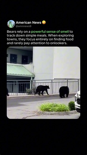 URBAN BLACK BEARS