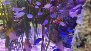 2K views · 78 reactions | Finding Nemo...New aquarium at SEA LIFE SAN ANTONIO.  Do you have an aquarium? Share a video with us! https://foxsanantonio.com/chimein | KABB FOX 29 News, San Antonio | Facebook