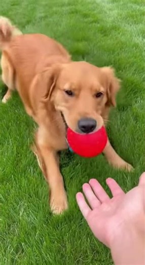 "Playful Dog’s Funniest Moments | Laugh-Out-Loud Playtime! 🐶🎉"