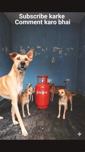 ye log gas cylinder ghar me chhupa ke rakhe hai #indiangas #gascylinder #lpg #dog #funny #funny