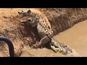 THE CROCODILE BITES THE HYENA'S TAIL AND SEE WHAT HAPPENED