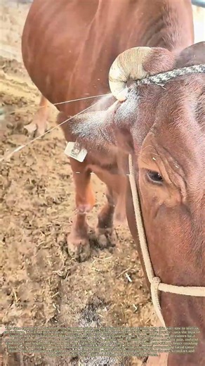 Sawing Damaged Horns: Livestock Care To Relieve Cattle Self-Injury