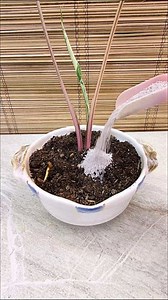 Syngonium Albo Table Decor Idea🤍 #syngonium #syngoniumalbo #homedecor #decorinspiration | Adela E