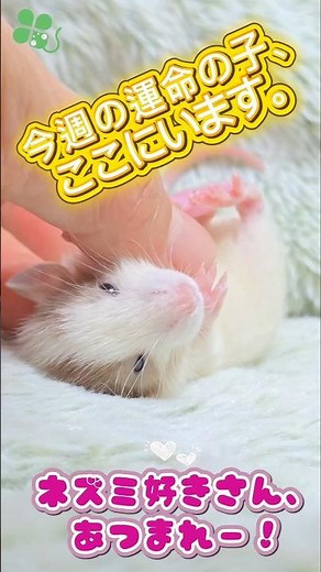 毎週末に無料開放実施。日時の詳細は金曜日までにSNSにUPしています。ネズミ好きさん集まれ！#ファンシーラット