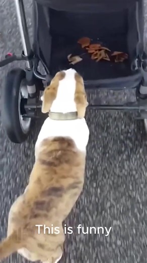 #dogsofttiktok #catsoftiktok #petsoftiktok #pet #fyp #voiceeffects #voiceover #funny