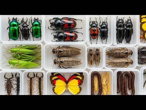 Watch These Colorful Beetles Explore Their New Home