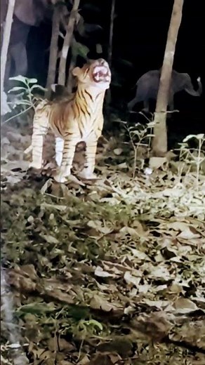 My free YouTube Tag Generator will instantly create a list of SEO-optimized tags for your videos.