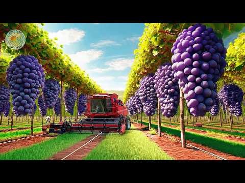 How Japanese Farmers Harvest Millions of Expensive Grapes This Way | Japanese Grape Farm