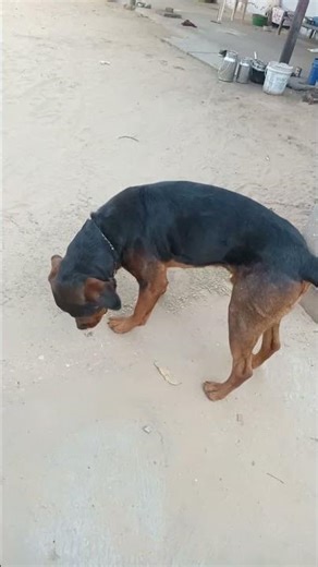 The Ronnie Rott #rottweiler #dog #animals #pets #shorts