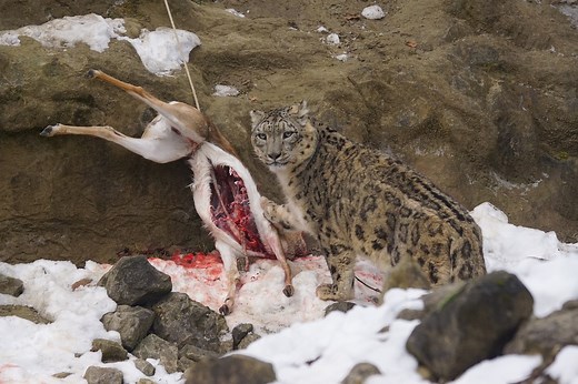 What Do Snow Leopards Eat? | Snow Leopard Diet • Animals Answers