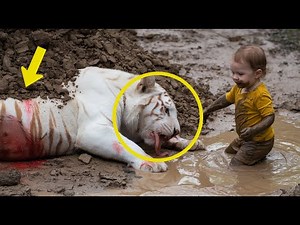Baby Finds Pregnant Albino Tiger Half Buried in Mud – What She Did Next Made Everyone Cry!