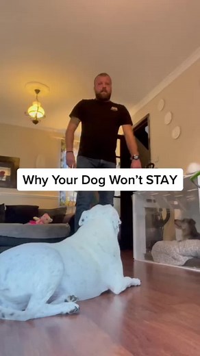 Why your dog wont STAY #dogtraining #dogs