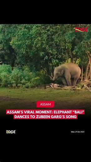 The Edge on Instagram: "A heartwarming video from Assam has gone viral, showing an elephant named Bali joyfully dancing to one of Zubeen Garg’s timeless songs. The adorable moment has melted hearts online, proving once again how deeply Zubeen Da’s music transcends barriers, touching not just humans, but every living soul. His melodies continue to echo through Assam, uniting all in rhythm and emotion. #National #Assam #ZubeenGarg #ElephantDance #ViralVideo #TheEdge"