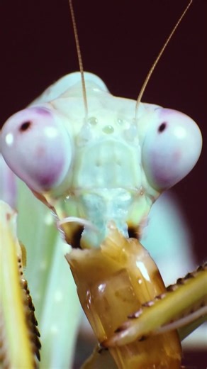 Nature’s Drama Unfolds: Mantis vs. Superworm! #mantis #macrovideo #insects_of_our_world #insects #4KUltraHD #1080pHD | Behind the Lens