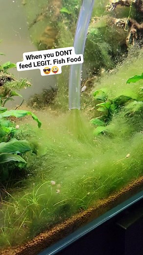 1.8M views · 1.4K reactions | clean food = cleaner tank  Legit Fish Food #fish #nature #food #aquarium | Aquapros | Facebook
