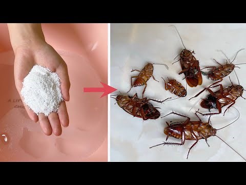 Eliminate cockroaches without drugs.Just sprinkle a handful in the water, All cockroaches are dead