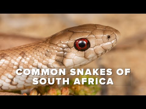 Common Snakes of South Africa