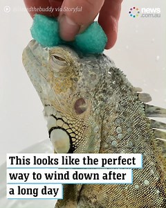 274K views · 402 reactions | This lizard's self-care routine is better than mine | News.com.au | Facebook